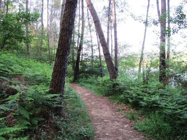 der Weg führt am Stausee vorbei durch einen Wald