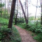 der Weg führt am Stausee vorbei durch einen Wald