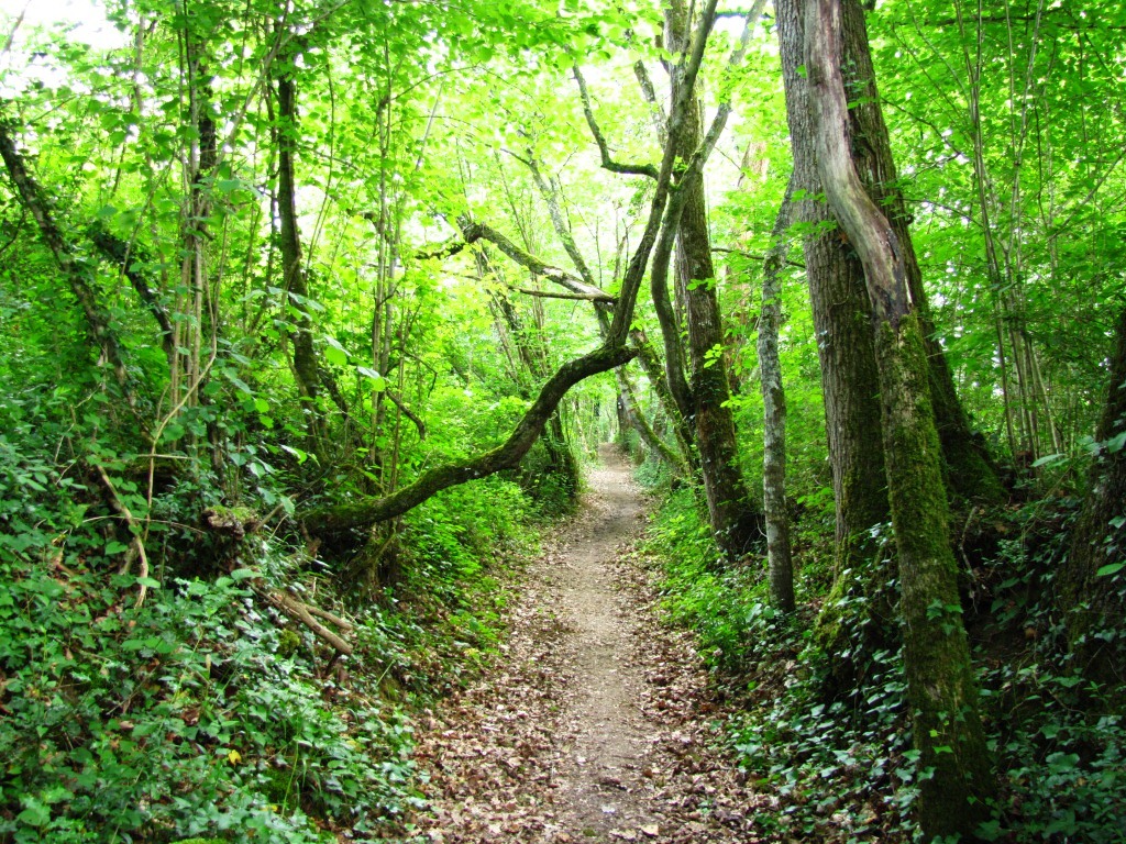 hier durchquerten wir ein wildromantisches Waldstück