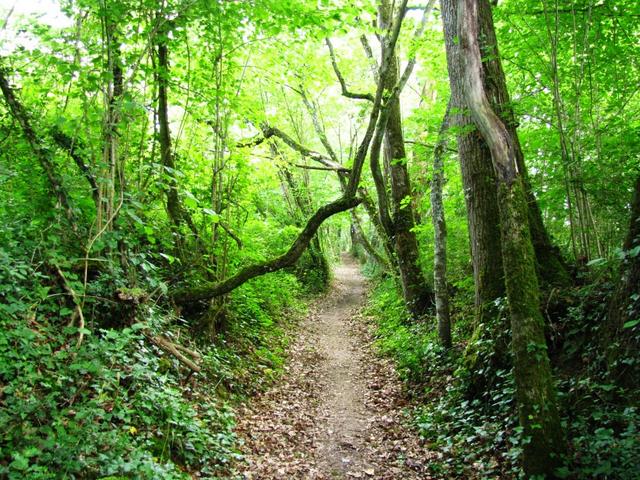 hier durchquerten wir ein wildromantisches Waldstück