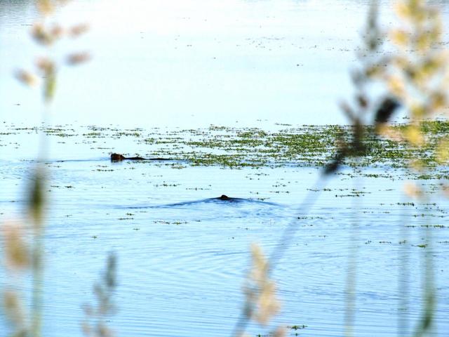 was schwimmt im Stausee?