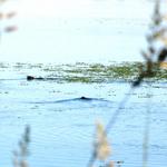 was schwimmt im Stausee?