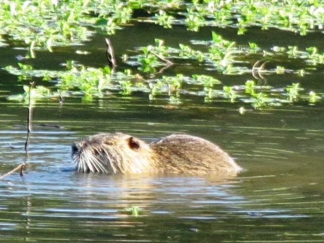 so schön. Biber in der freien Natur sehen zu können