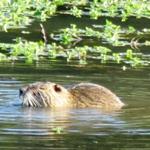 so schön. Biber in der freien Natur sehen zu können