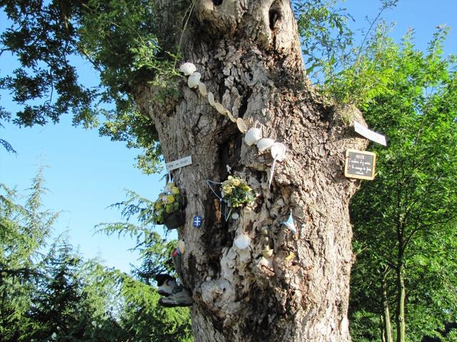 ein Pilgerbaum. Diverse Gegenstände wurden von Pilgern am Baum befestigt