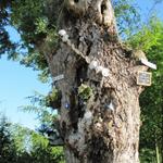 ein Pilgerbaum. Diverse Gegenstände wurden von Pilgern am Baum befestigt