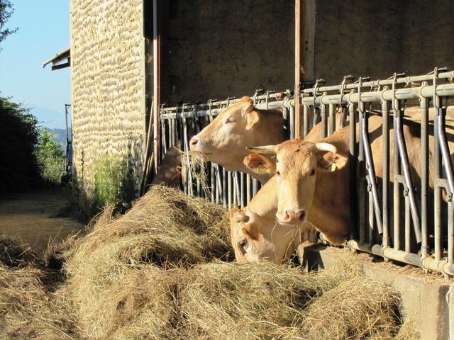 bei einem Bauernhof bevor man in das Tal des Luy de France runterläuft