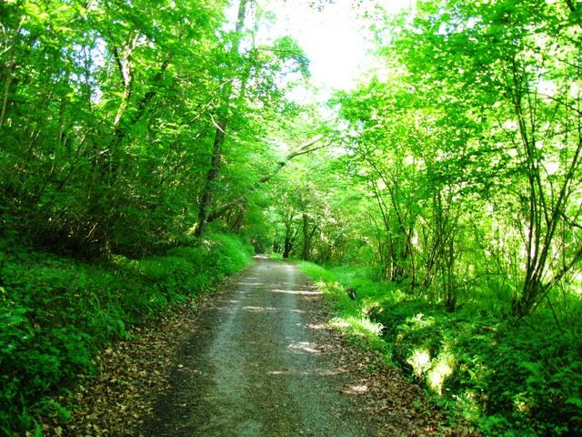 wie jeden Morgen empfängt uns im Wald ein Vogelkonzert