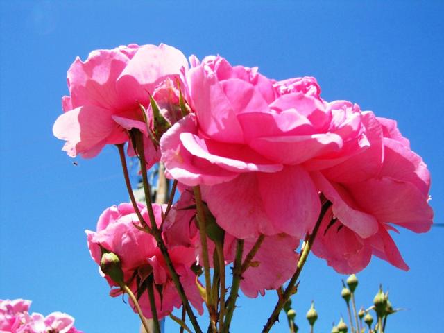 schöne Rosen schmücken den Garten