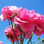 schöne Rosen schmücken den Garten