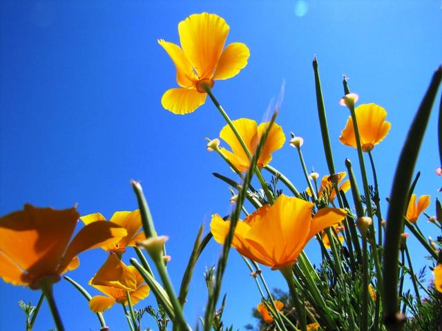 genau die gleichen schönen Mohnblumen, haben wir letzes Jahr bei der Ankunft in Moissac gesehen