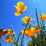 genau die gleichen schönen Mohnblumen, haben wir letzes Jahr bei der Ankunft in Moissac gesehen