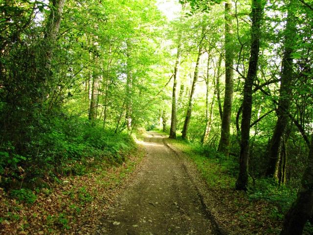 was für ein Vogelgesang auch in diesem Wald. Es sind nur die Vogelmännchen die singen