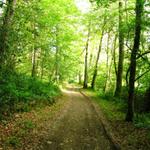 was für ein Vogelgesang auch in diesem Wald. Es sind nur die Vogelmännchen die singen