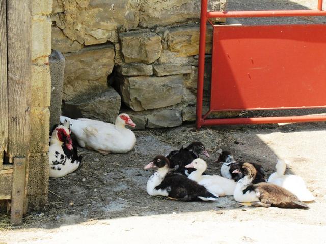 sogar den Enten ist es zu warm. Sie liegen lieber in den Schatten