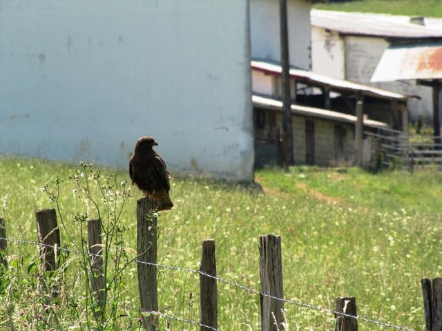 was ist das wohl für ein Greifvogel?