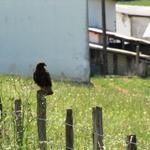 was ist das wohl für ein Greifvogel?