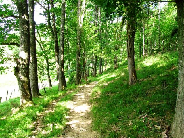 ein schönes Teilstück durch den Wald