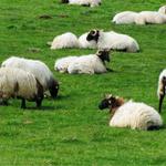 die langhaarigen Manech-Schafe bewegen sich frei