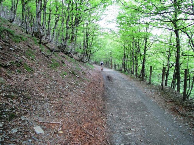 durch dichte Wälder führt der Weg nun weiter aufwärts. Wir haben den höchsten Punkt noch nicht erreicht