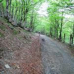 durch dichte Wälder führt der Weg nun weiter aufwärts. Wir haben den höchsten Punkt noch nicht erreicht