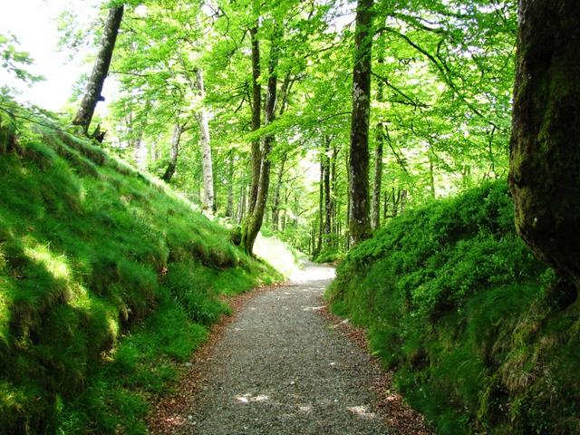 durch einen schönen Wald geht es runter nach Roncesvalles