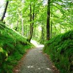 durch einen schönen Wald geht es runter nach Roncesvalles