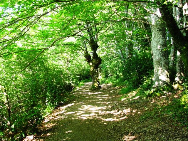 durch schattenspendenten Buchenwälder geht es weiter nach Bizkarreta-Gerendiain