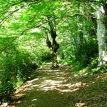 durch schattenspendenten Buchenwälder geht es weiter nach Bizkarreta-Gerendiain