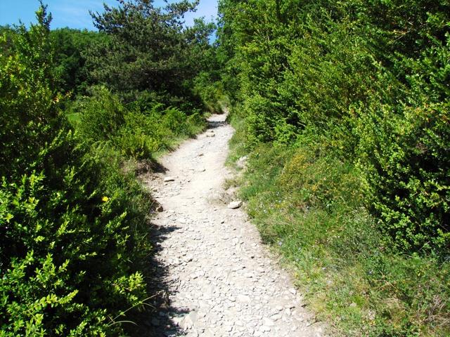 bei dieser Hitze noch aufwärts laufen. Der Camino schenkt dir nichts, gibt es dir aber mehrfach zurück