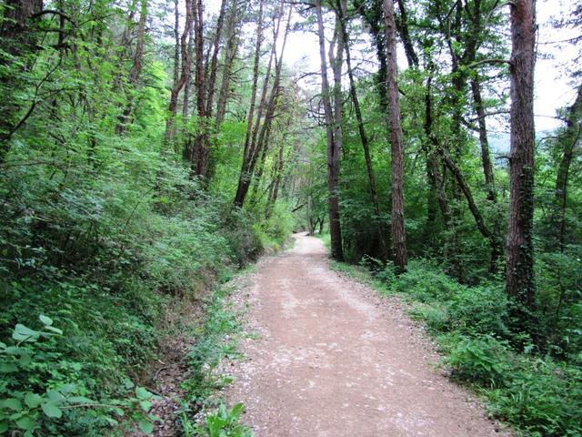 über schöne Waldwege kommt Pamplona immer näher