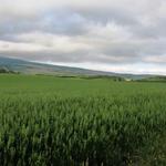 Breitbildfoto mit Blick Richtung Alto del Perdón