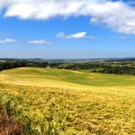Kornfelder bewegen sich mit dem Wind hin und her