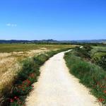 zum Glück sind die Wege in Spanien bis hier, meistens auf Naturwege und nicht auf Asphaltstrassen