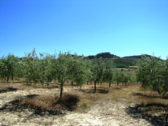 die ersten Olivenbäumen tauchen auf