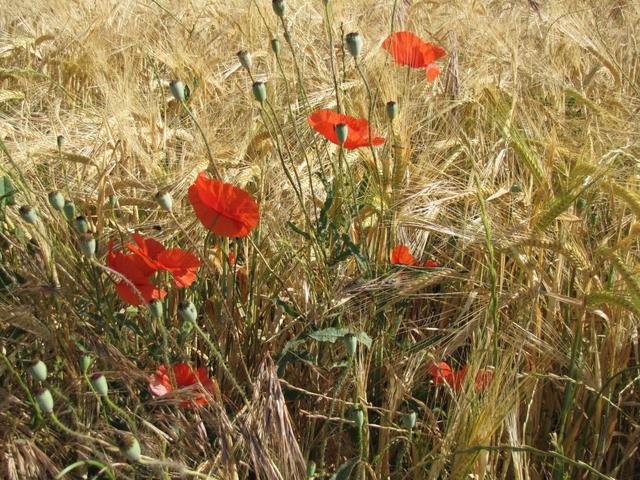 Mohnblumen säumen den camino