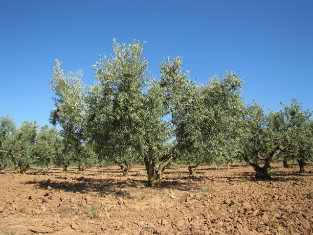 Olivenbäumen soweit das Auge reicht