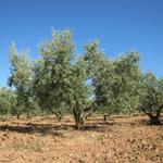 Olivenbäumen soweit das Auge reicht