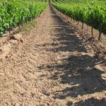die Region Navarra ist ein bekanntes Weingebiet