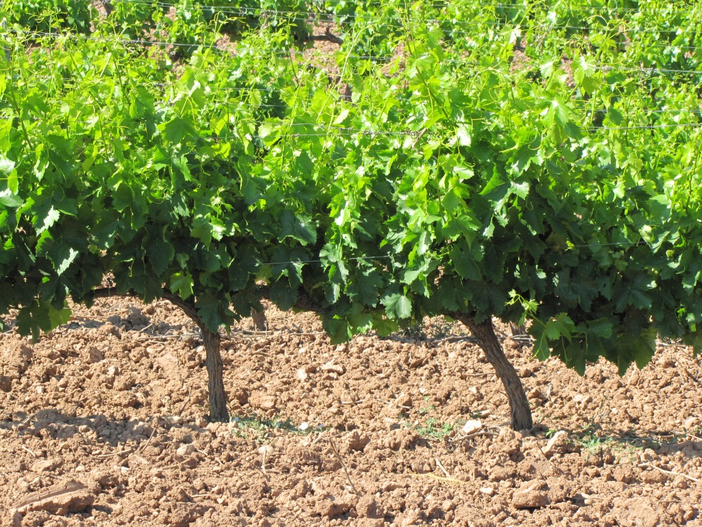 Navarra ist ein bedeutender Weinproduzent