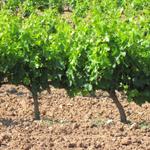 Navarra ist ein bedeutender Weinproduzent