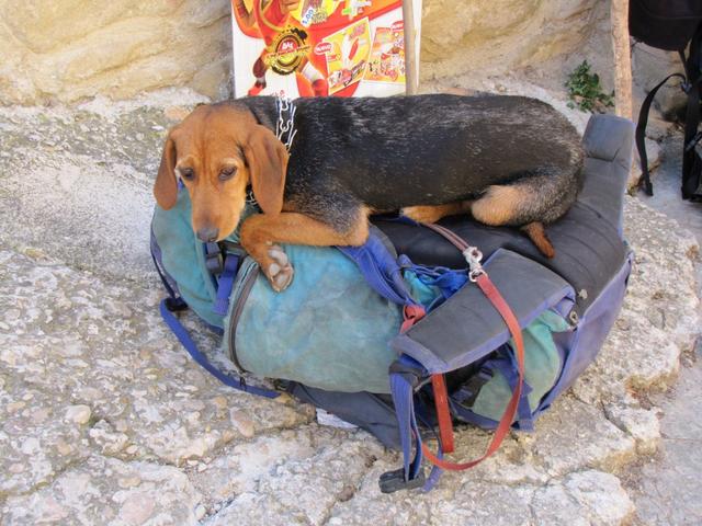 auf meinem Rucksack möchte ich keinen Hund sitzen sehen