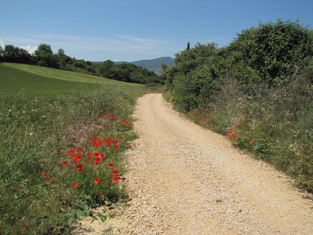 der Camino Francés gefällt uns bis jetzt sehr