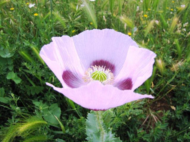 eine unbekannte schöne Blume am Wegesrand