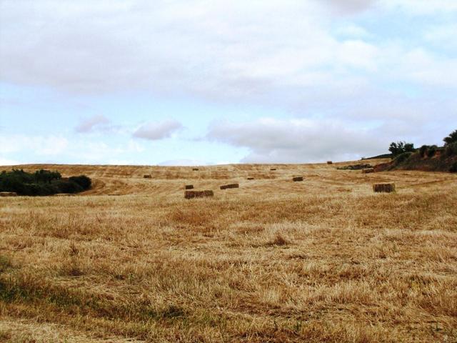 ein schon geerntetes Feld