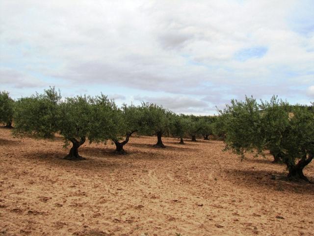 Olivenbäume. Spanien ist ja auch wegen seinem sehr guten Olivenöl bekannt