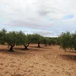 Olivenbäume. Spanien ist ja auch wegen seinem sehr guten Olivenöl bekannt