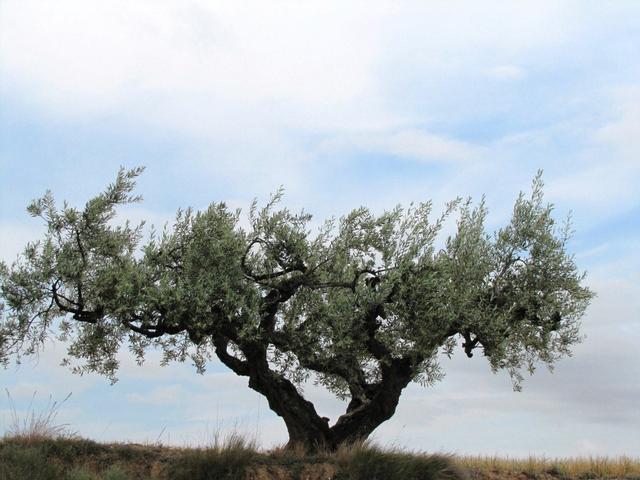 uralte Olivebäume am Wegesrand