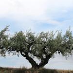 uralte Olivebäume am Wegesrand