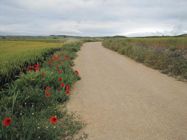 die Mohnblumen haben uns dieses Jahr den ganzen Weg begleitet